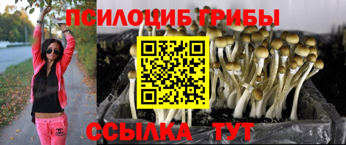 Жигулёвск  Галлюциногенные грибы Psilocybine cubensis  Вход с VPN 